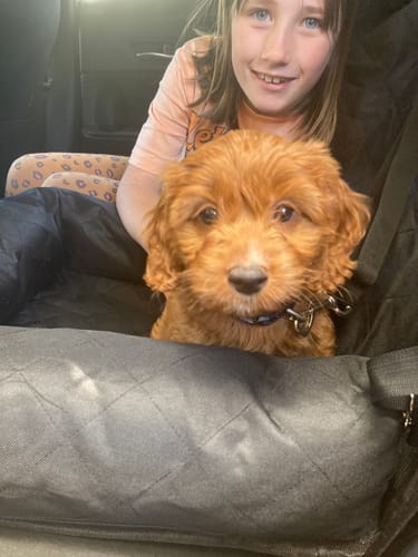 Customer photo review of Car Seat Cover