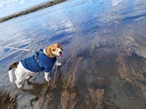 Customer photo review of Pawsome Pullover - Teal