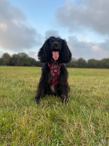 Customer photo review of Tough Trails™ Harness - Mable's Meadow