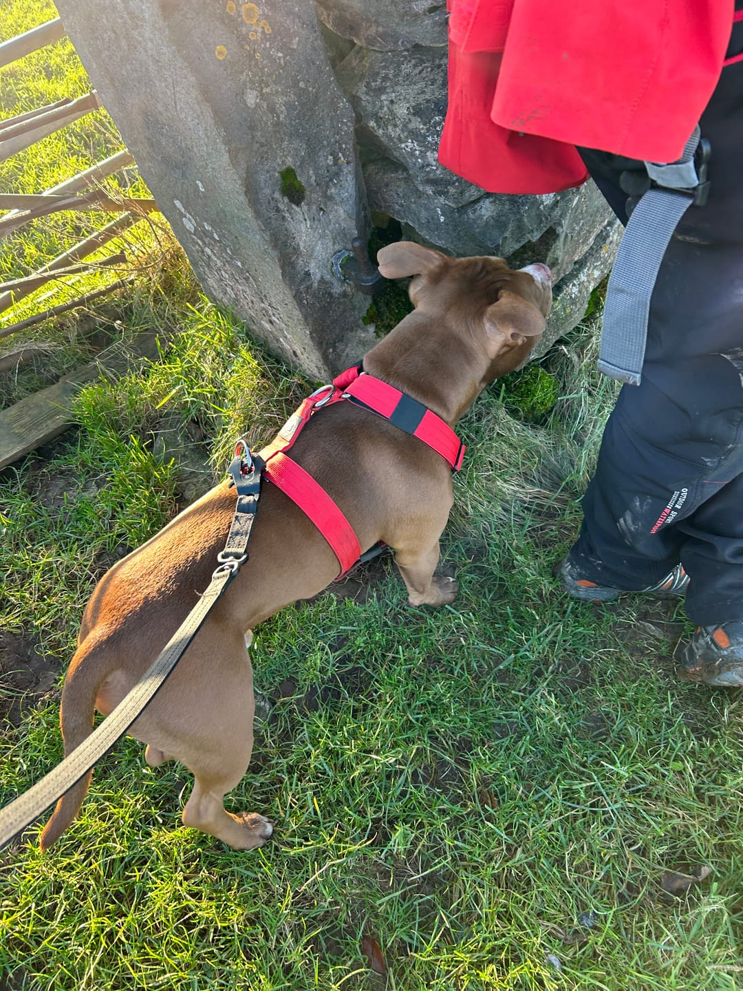 Customer photo review of TRI-Harness® | Anti-Pull, Adjustable & Durable - Dog Trainers Choice - Red v2.0