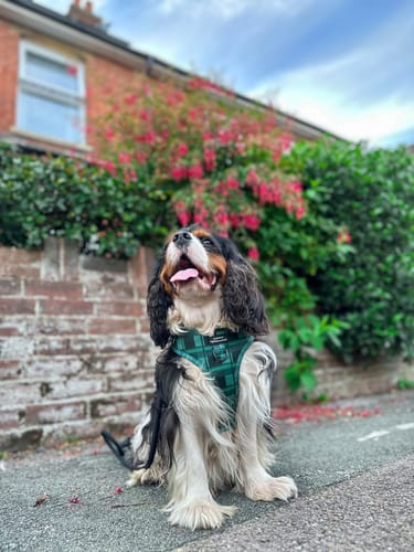 Customer photo review of Adjustable Harness - Lumberjack