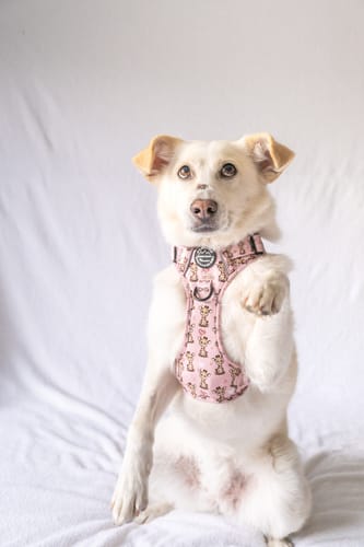 Customer photo review of Tough Trails™ Harness - Little Gigi