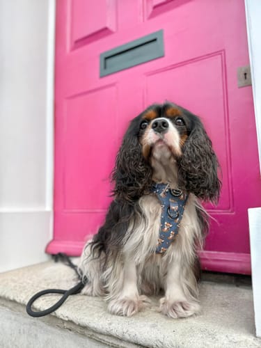 Customer photo review of Tough Trails™ Harness - Little Leo