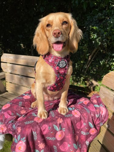 Customer photo review of Tough Trails™ Harness - Mable's Meadow