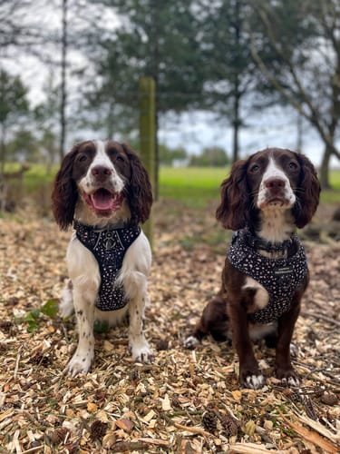 Customer photo review of Adjustable Harness – Pongo