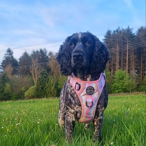 Customer photo review of Tough Trails™ Harness - PPB Pastel Swirl