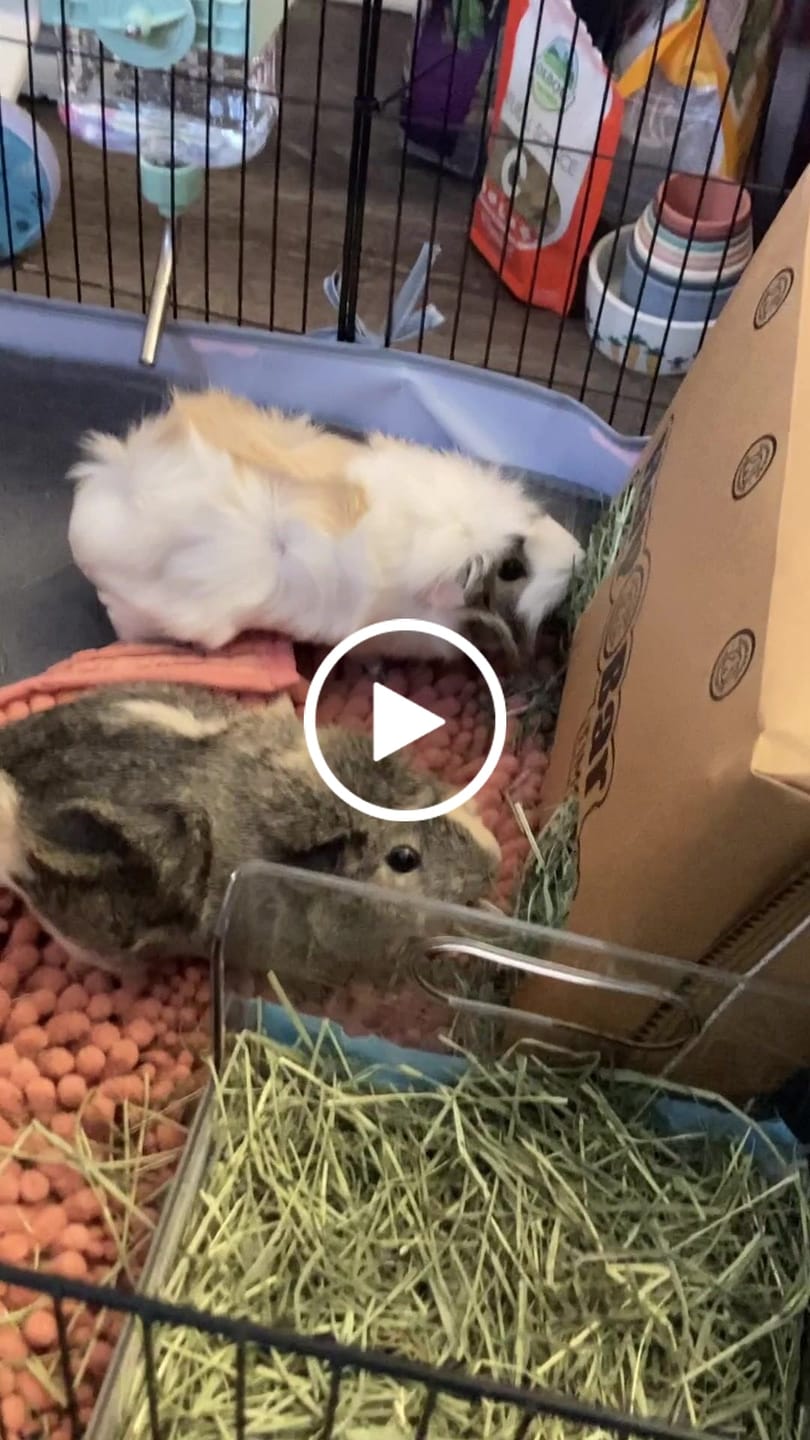 Customer video review of Timothy Hay Bar for Guinea Pigs (5 Pack)