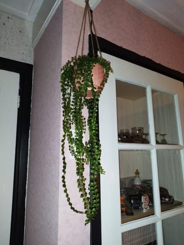 Customer photo review of Ficus Pumila Kunst Hangplant 60cm