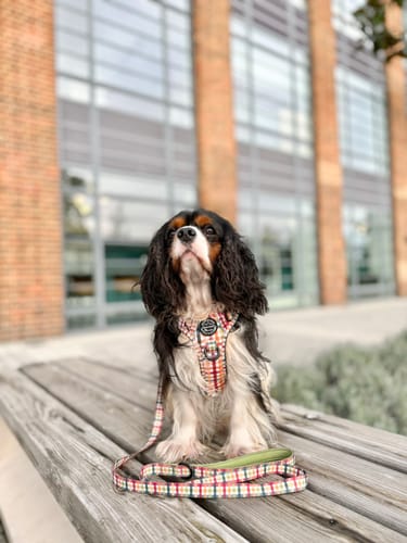 Customer photo review of Tough Trails™ Harness - Plaid Pup