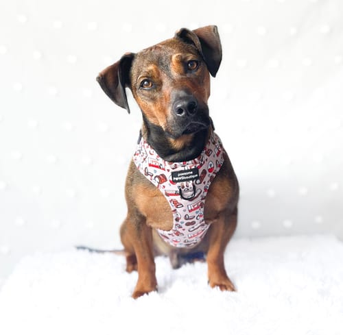 Customer photo review of Adjustable Harness – Chocoholic