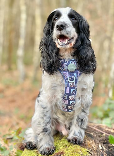 Customer photo review of Adjustable Harness Lucky Dip