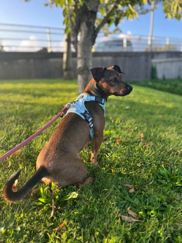 Customer photo review of Tough Trails™ Harness - Essentials - Mint