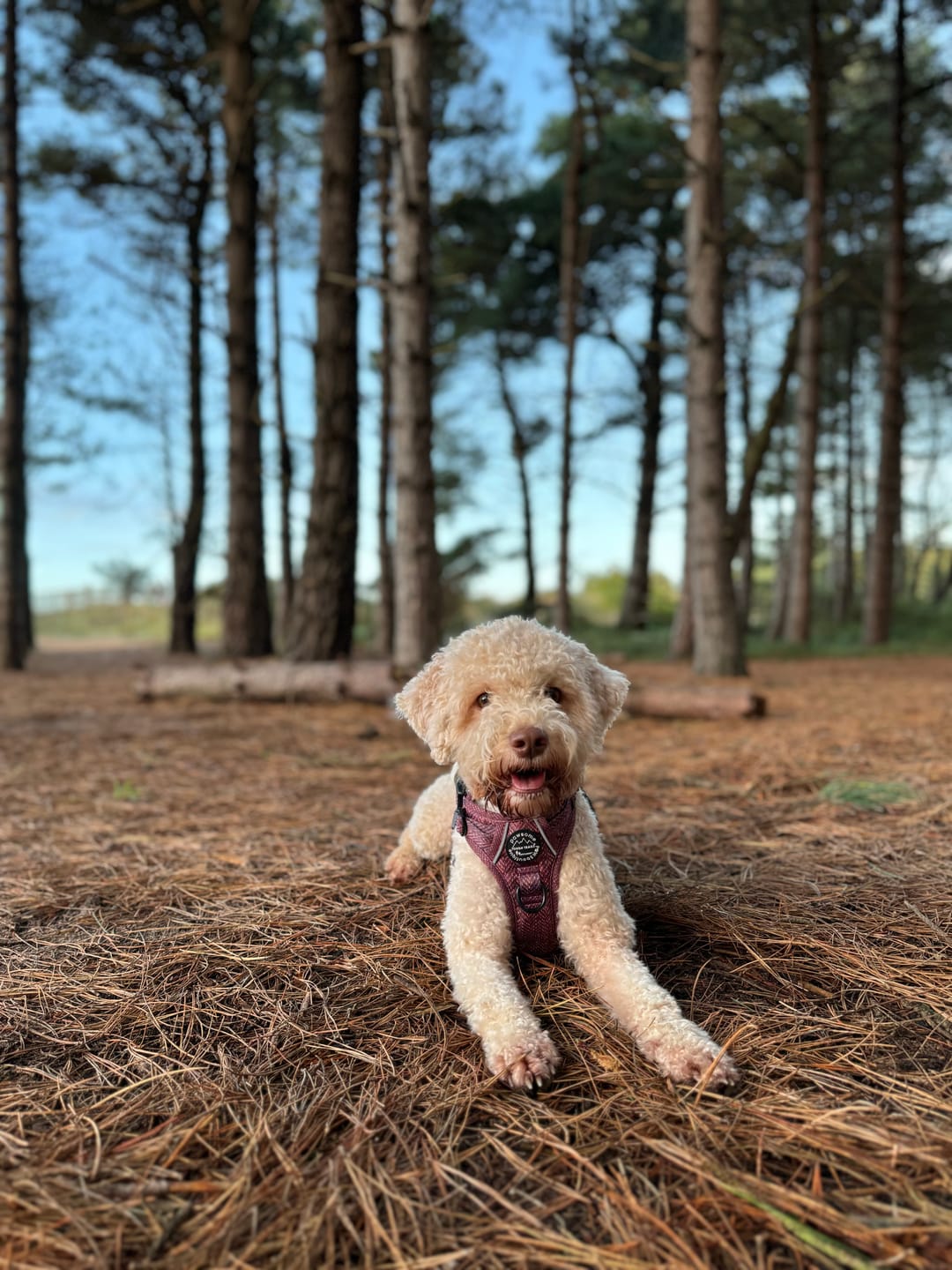 Customer photo review of Tough Trails™ Harness - Country Burgundy