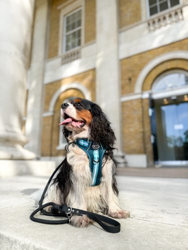 Customer photo review of 4ft Rope Lead - Black