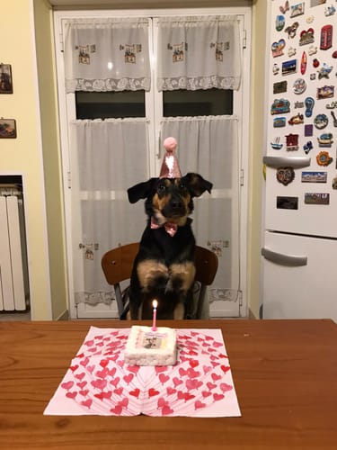 Customer photo review of Fotogenica Torta Per Cani CON FOTO e NOME