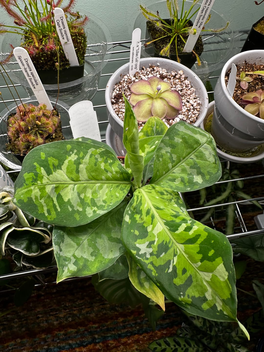 Customer photo review of Aglaonema pictum tricolor