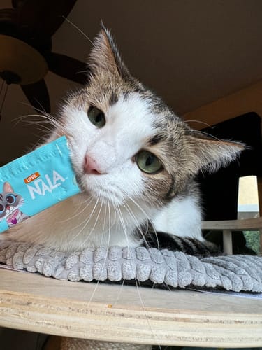 Customer photo review of Chicken Recipe Plus Cat Treats, Pack of 4