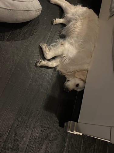 Customer photo review of Beef Trachea Tubes - 6 in