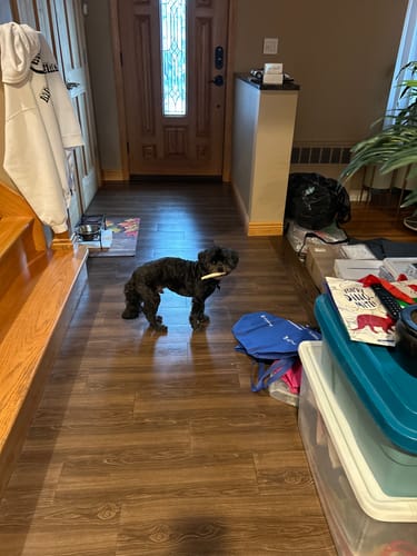 Customer photo review of 4" Cow Tails for Dogs