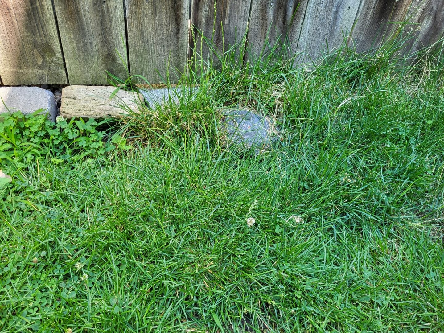 Customer photo review of Grazer™ : Best Powerful Electric Battery Operated Cordless Metal Blade Weed Eater / Grass Trimmer