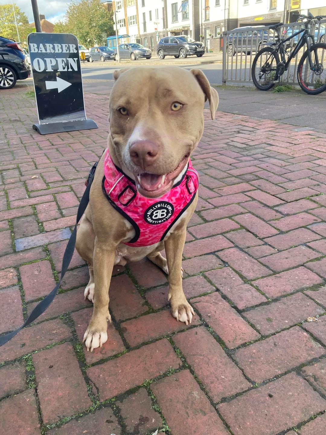 Customer photo review of Premium Comfort Harness | Non Restrictive & Adjustable - Bubblegum v2.0
