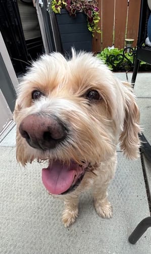 Customer photo review of Senior Recipe - Chicken & Rice - NutriSource - Dry Dog Food