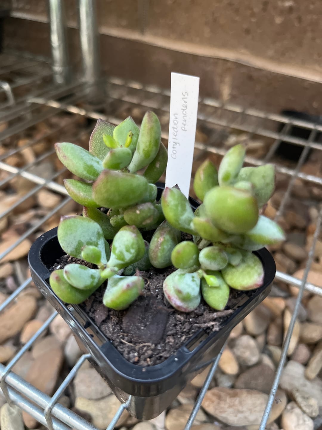 Customer photo review of Cotyledon pendens
