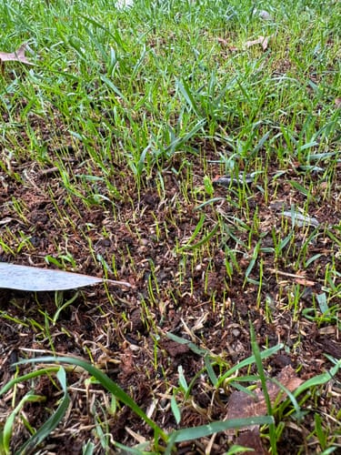 Customer photo review of GCI Turf Spreader Elite Grass Seed