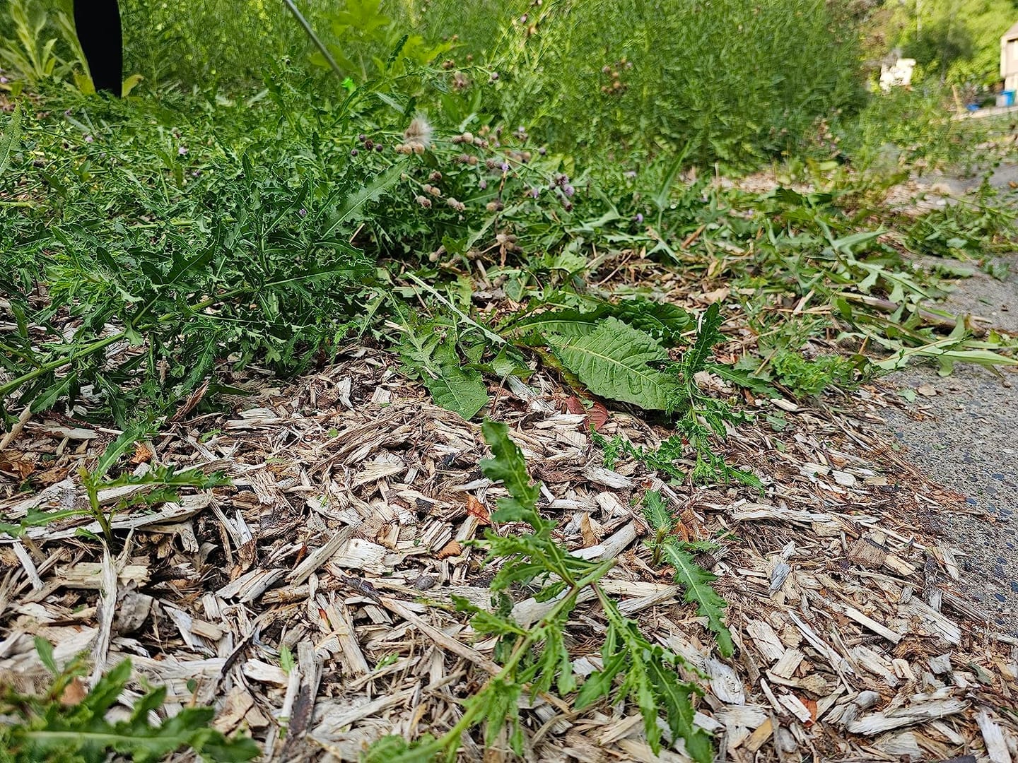 Customer photo review of Grazer™ : Best Powerful Electric Battery Operated Cordless Metal Blade Weed Eater / Grass Trimmer