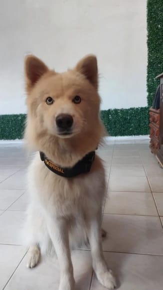 Customer photo review of 2IN Tactical Collar