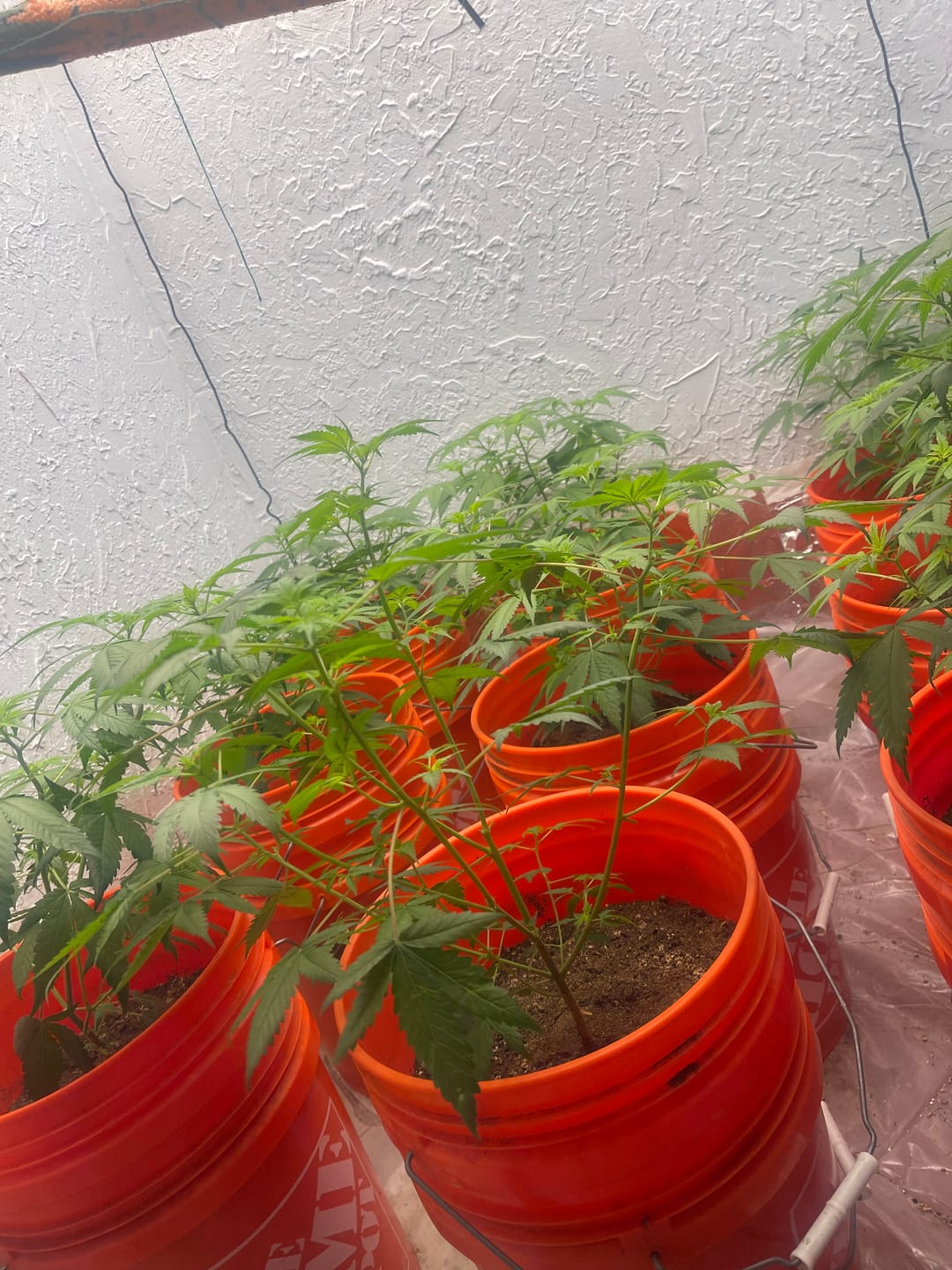 Customer photo review of BierKashi Bokashi 5 to 50 lbs