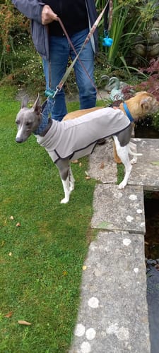 Customer photo review of Fleece Sighthound Base-Layer Coat with Underbelly and Snood