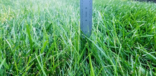 Customer photo review of GCI Turf Spreader Elite Grass Seed