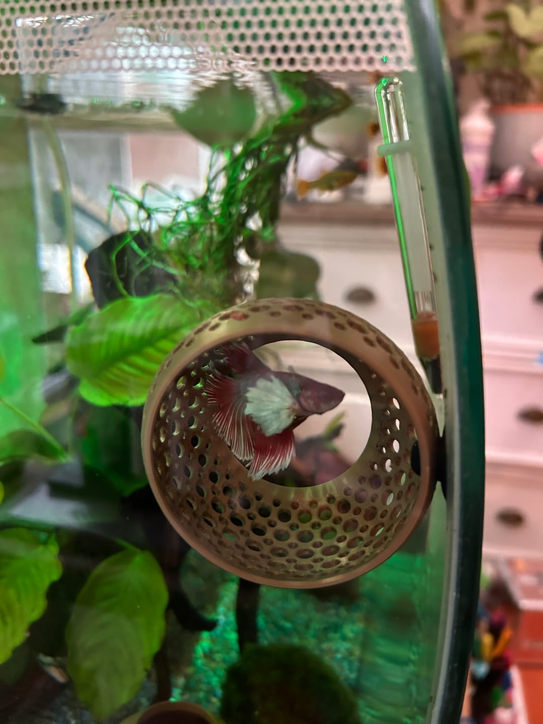 Customer photo review of Cave Lounge Hammock - Aquarium Ornament for Betta, Fish, and Shrimp