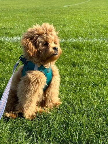 Customer photo review of Pawsome Pup Harness - Emerald