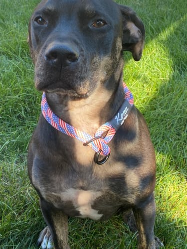 Customer photo review of Independence Rope Slip Collar