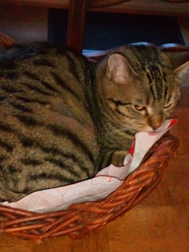 Avis photo d'un client sur Croquettes Chat Stérilisé Sans Céréales - Poulet