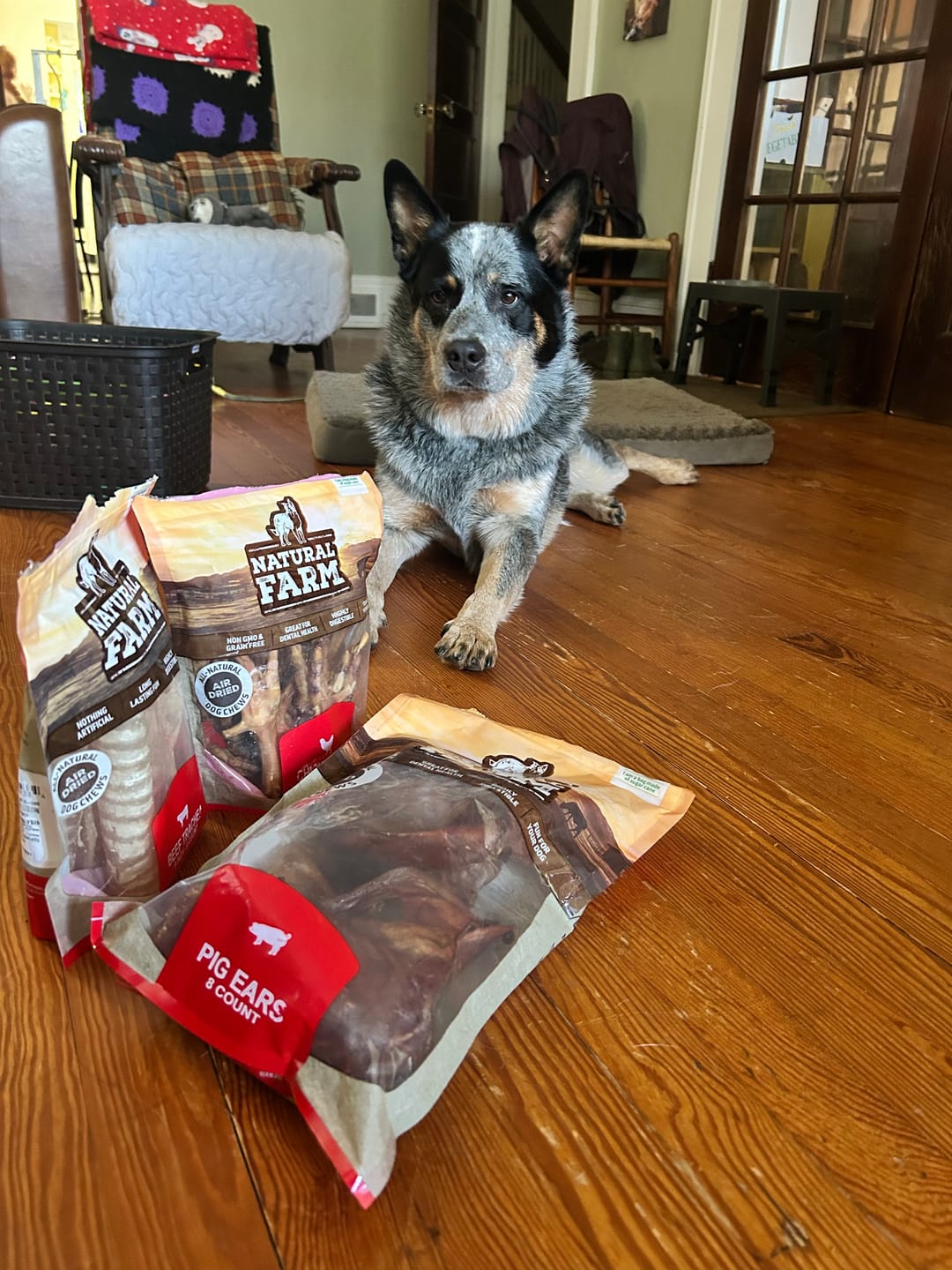 Customer photo review of Chicken Feet for Dogs