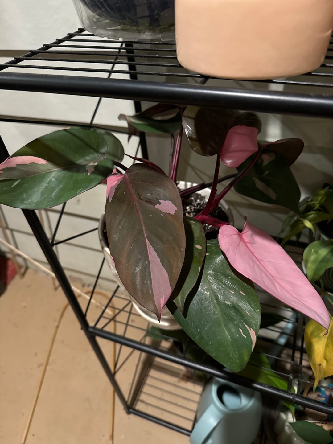 Customer photo review of Philodendron Pink Princess - 4"