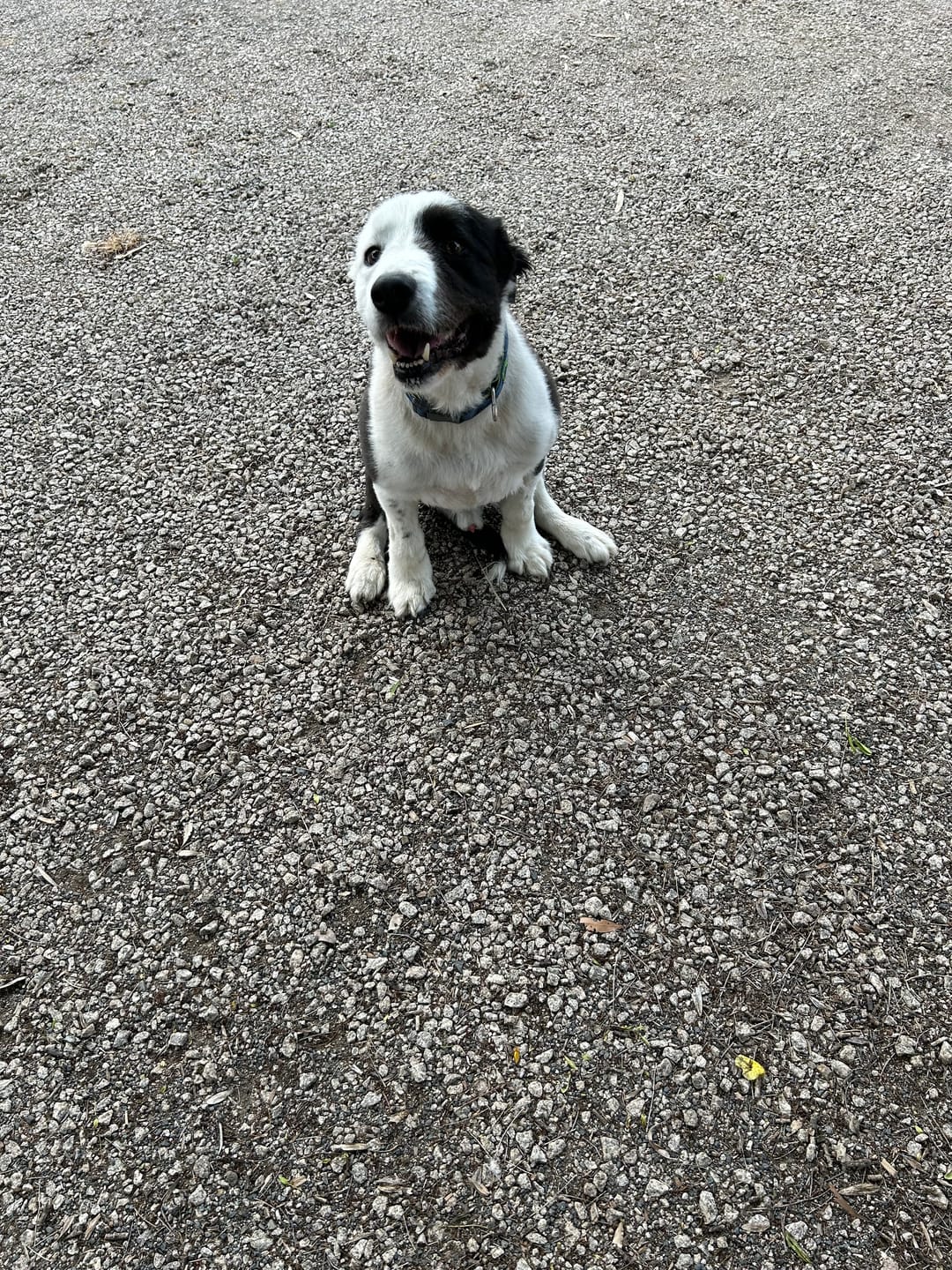 Customer photo review of Canine Joint Plus™️ 500g