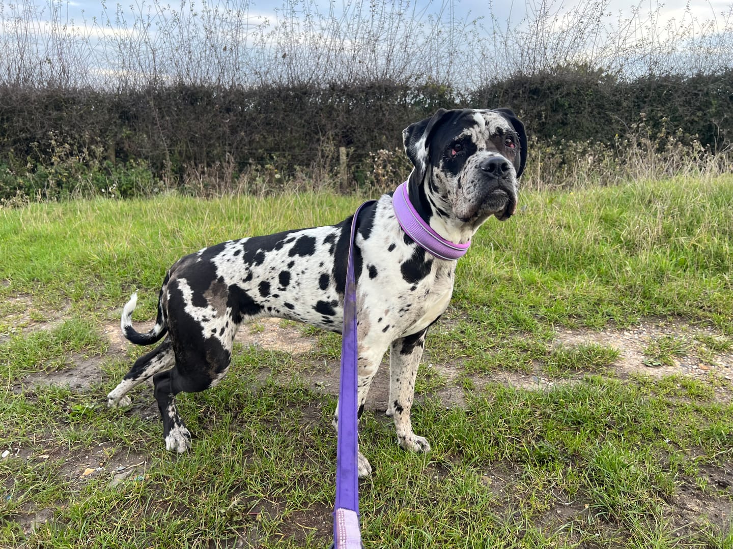 Customer photo review of Martingale collar - Purple