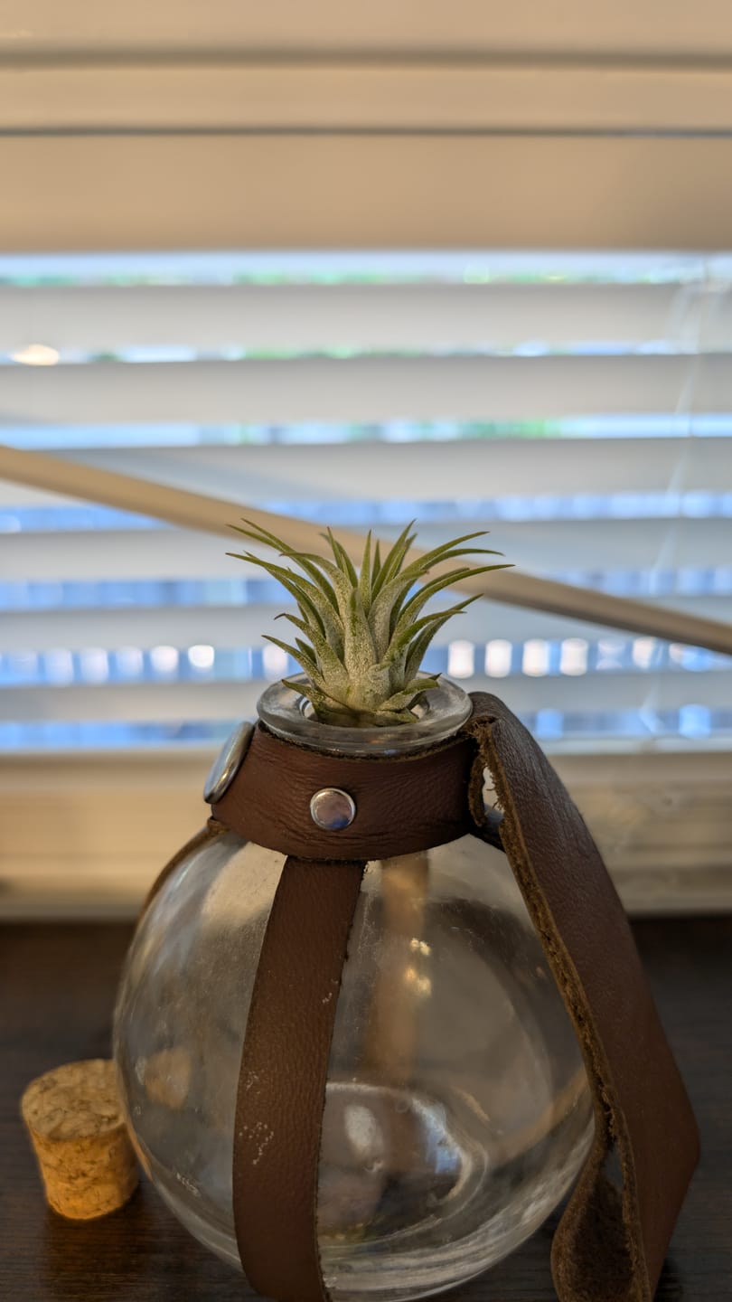 Customer photo review of Ionantha Guatemala