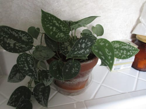 Customer photo review of Fungus Gnat Death Drops