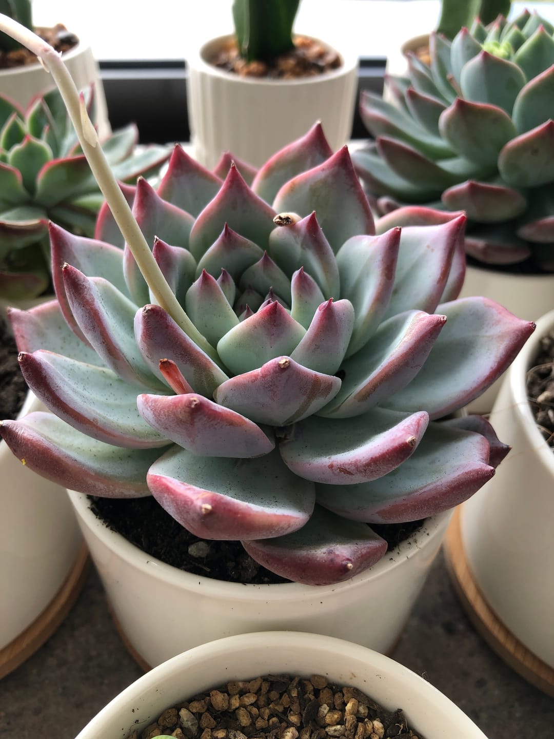 Customer photo review of Echeveria 'Ratam'