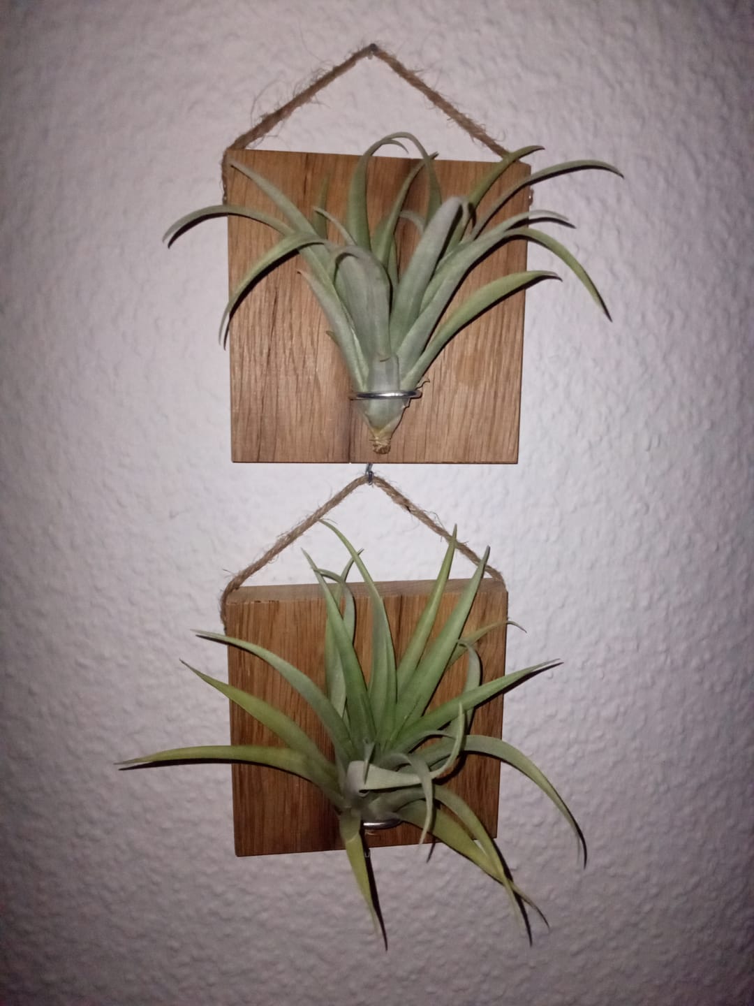 Customer photo review of Tillandsien Kachel - hängend