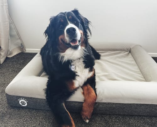 Customer photo review of Orthopaedic Memory Foam Bed
