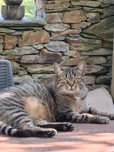 Avis photo d'un client sur Croquettes Chat Stérilisé Sans Céréales - Poulet