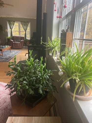 Customer photo review of Fungus Gnat Death Drops
