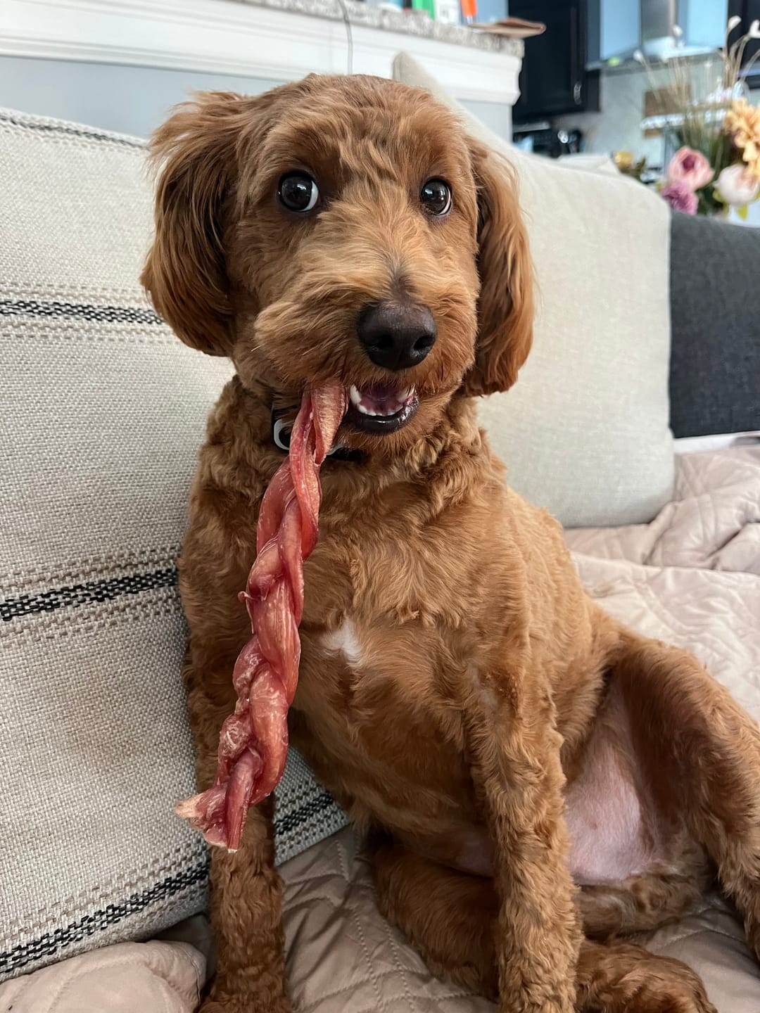 Customer photo review of 12 Inch Thick Braided Bully Stick