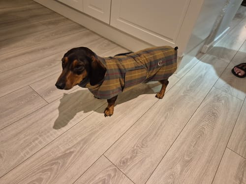 Customer photo review of Cloud7 hundefrakke til gravhund, Brooklyn, Skotsternet